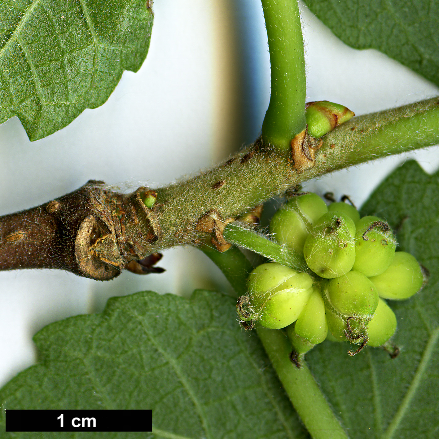 High resolution image: Family: Moraceae - Genus: Morus - Taxon: nigra 